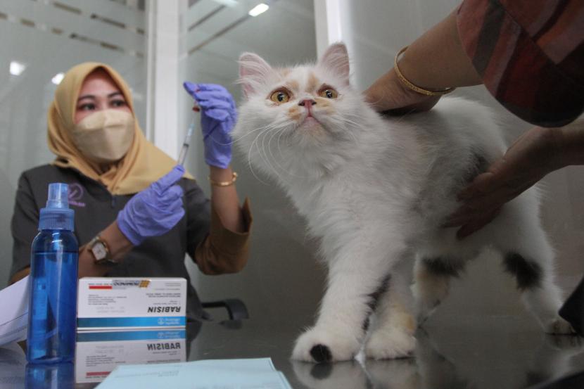Dokter hewan bersiap menyuntikkan vaksin rabies pada seekor kucing ilustrasi. Pemerintah Kabupaten (Pemkab) Garut menggelar vaksinasi antirabies secara gratis terhadap hewan pembawa rabies (HPR) dalam rangka Hari Rabies Sedunia 2022.