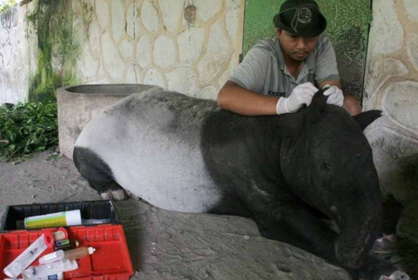  Dokter Hewan, Cahyo, memeriksa kesehatan Tapir (Tapirus Indicus) di Kebun Binatang gembiraloka Yogyakarta, Jumat (23/3). Untuk mencegah penularan penyakit, dilakukan pemeriksaan rutin untuk Tapir yang meliputi pemeriksaan mata, mulut dan kulit.
