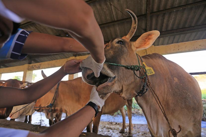 Dokter Hewan dari Dinas Ketahanan Pangan dan Pertanian (DKPP) Indramayu memeriksa sapi yang baru tiba di Rumah Pemotongan Hewan (RPH) Indramayu, Jawa Barat, Rabu (18/5/2022). Pemprov Jawa Barat akan menerapkan Micro Lockdown atau Pembatasan Mikro hewan ternak untuk mencegah penyebaran Penyakit Mulut dan Kuku (PMK) dengan memperketat pemeriksaan hewan ternak yang masuk ke Jawa Barat.