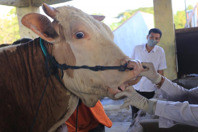 Dokter Hewan dari Dinas Ketahanan Pangan dan Pertanian (DKPP) memeriksa sapi yang baru dengan memperketat pemeriksaan hewan ternak yang masuk ke Jawa Barat.