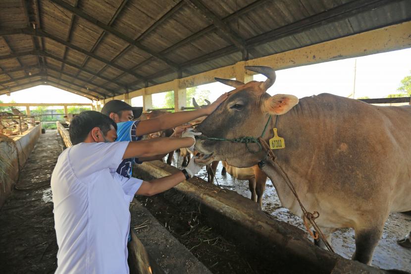 Dokter Hewan dari Dinas Ketahanan Pangan dan Pertanian (DKPP) Indramayu memeriksa sapi yang baru tiba di Rumah Pemotongan Hewan (RPH) Indramayu, Jawa Barat. Angka kesembuhan hewan ternak yang terkena PMK di Indramayu termasuk tinggi.