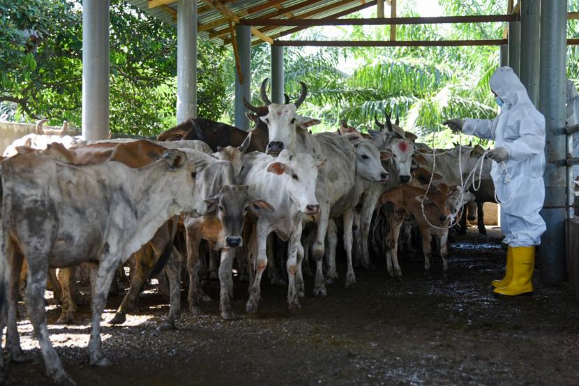 Petugas memeriksa ternak sapi (ilustrasi). Pemerintah Provinsi Riau terus berupaya meningkatkan populasi ternak sapi untuk mencapai swasembada daging di daerah berpenduduk 6.493.600 jiwa itu.