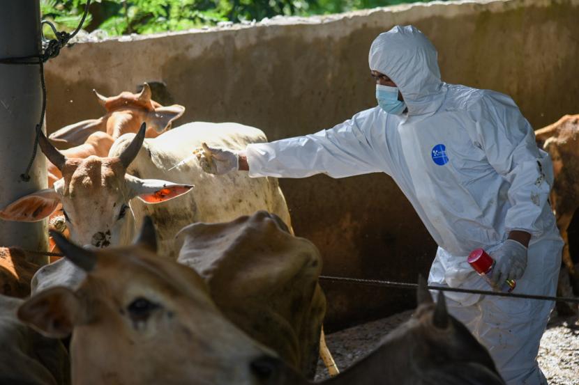Dokter hewan menyuntikan vaksin penyakit mulut dan kuku (PMK) kepada sapi saat Vaksinasi PMK Hewan Ternak  (ilustrasi).