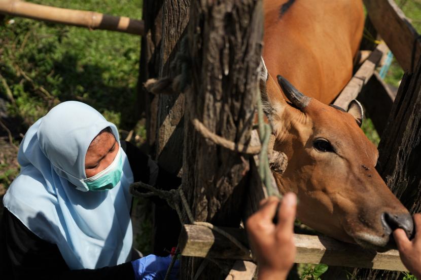 Dokter hewan dari Dinas Pertanian Bidang Peternakan dan Kesehatan mengambil sampel darah ke ternak sapi saat vaksinasi penyakit mulut dan kuku. ilustrasi
