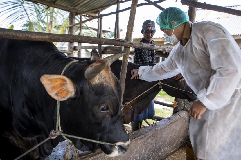 Petigas dibantu peternak menyuntikkan vaksin penyakit mulut dan kuku (PMK) kepada sapi saat Vaksinasi PMK hewan ternak  (ilustrasi)