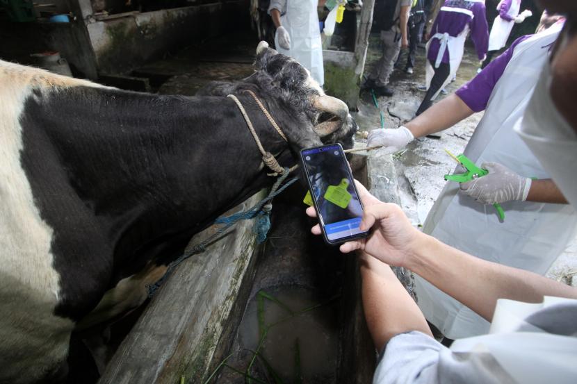 Dokter hewan dari Pusat Veteriner Farma (Putvetma) Surabaya memindai barcode seusai menyuntikkan vaksin wabah penyakit mulut dan kuku (PMK) untuk sapi di kandang kawasan Taman, Sepanjang, Sidoarjo, Jawa Timur, Selasa (14/6/2022). Kementan melalui Pusvetma di Surabaya melakukan vaksinasi perdana secara nasional bagi hewan ternak sebagai upaya mengendalikan penularan penyakit mulut dan kuku hewan (PMK).