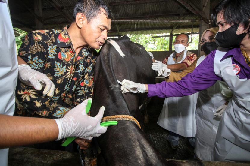 Dokter hewan dari Pusat Veteriner Farma (Putvetma) Surabaya menyuntikkan vaksin penyakit mulut dan kuku (PMK) untuk sapi di kandang kawasan Taman, Sepanjang, Sidoarjo, Jawa Timur, Selasa (14/6/2022). Kementan melalui Pusvetma di Surabaya melakukan vaksinasi perdana secara nasional bagi hewan ternak sebagai upaya mengendalikan penularan penyakit mulut dan kuku hewan (PMK).