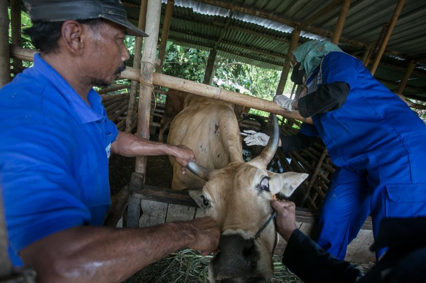Dokter hewan Dinas Pertanian dan Perikanan menyuntikan dosis vaksin penyakit mulut dan kuku (PMK) kepada seekor sapi ternak di Kandang Komunal Gapoktan Desa Mertan, Bendosari, Sukoharjo, Jawa Tengah. 