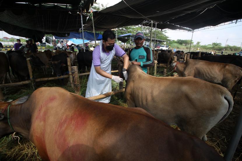 Dokter hewan Dinas Peternakan Provinsi Jawa Timur menyuntikkan vitamin kepada sapi yang dijual di kawasan Pondok Candra, Sidoarjo, Jawa Timur, Rabu (6/7/2022). Pemberian vitamin tersebut sebagai upaya mempertahankan dan meningkatkan kekuatan tubuh dan mengantisipasi penyebaran Penyakit Mulut dan Kuku (PMK) pada hewan ternak. Puluhan Sapi di Sidoarjo Terima Suntikan Vaksinasi Penguat PMK.