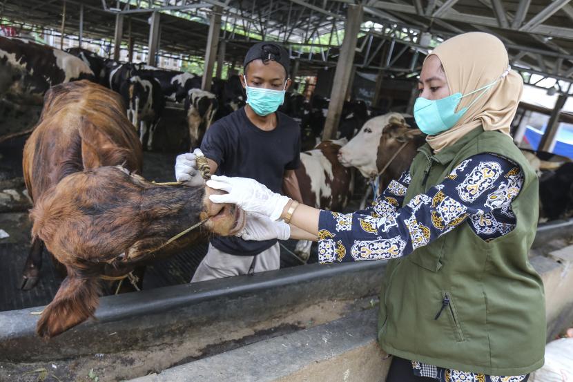 Dokter hewan DKP3 melakukan pemeriksaan mulut sapi di salah satu peternakan.ilustrasi. Wakil Gubernur Jawa Barat (Jabar) Uu Ruzhanul Ulum mengimbau masyarakat tidak membeli sapi sakit atau terjangkit penyakit mulut dan kuku (PMK) untuk kebutuhan kurban di Hari Raya Idul Adha.