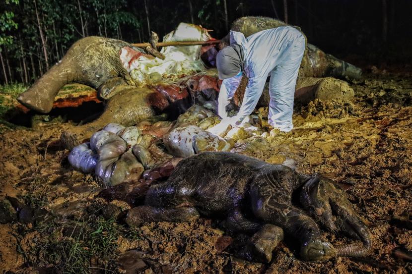 Dokter Hewan melakukan nekropsi bangkai gajah Sumatera yang ditemukan mati (ilustrasi).