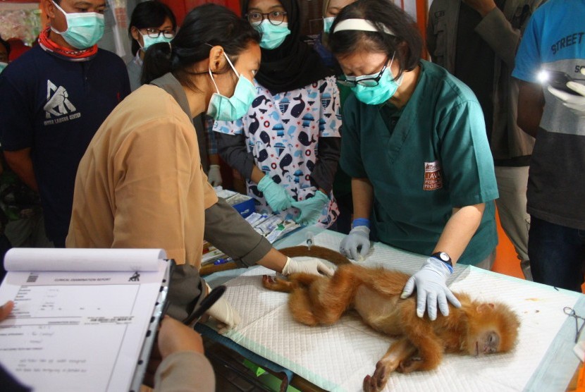 Dokter hewan melakukan pemeriksaan kesehatan seekor Lutung Jawa (Trachypitecus auratus) di Javan Langur Centre, Coban Talun, Batu, Jawa Timur, Kamis (8/8/2019). 