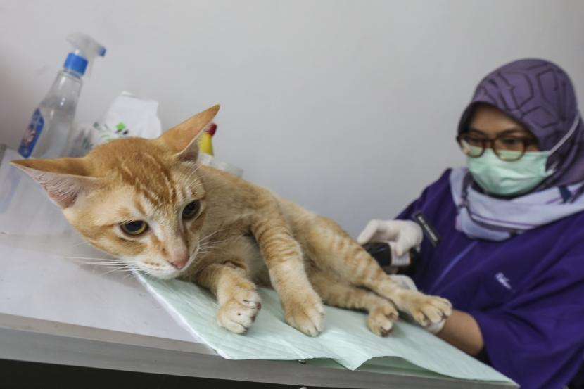 Dokter hewan melakukan sterilisasi kepada kucing peliharaan warga di Alun-Alun Kota Depok, Depok, Jawa Barat, Selasa (26/4/2022). l 27 April 2022.