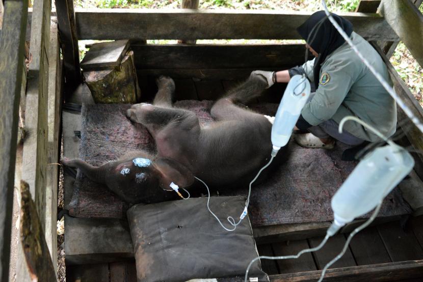 Dokter hewan memasang cairan infus dan mengobati luka bagian tubuh bayi gajah saat perawatan di Pusat Latihan Gajah (PLG) Saree, Kabupaten Pidie, Aceh, Senin (15/2/2021). Bayi gajah betina berumur sekitar tiga minggu dengan berat badan mencapai 85 kilogram tersebut, berhasil dievakuasi Tim BKSDA Aceh bersama warga dari kubangan lumpur di salah kawasan hutan kabupaten Pidie itu. Akhirnya bayi gajah ini pun mati.