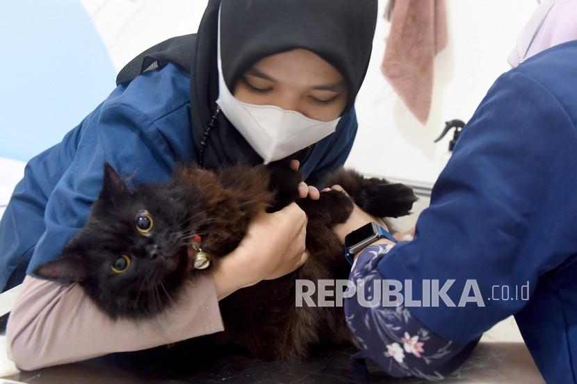 Dokter Hewan memegang seekor kucing saat akan disuntik vaksin rabies  (ilustrasi).