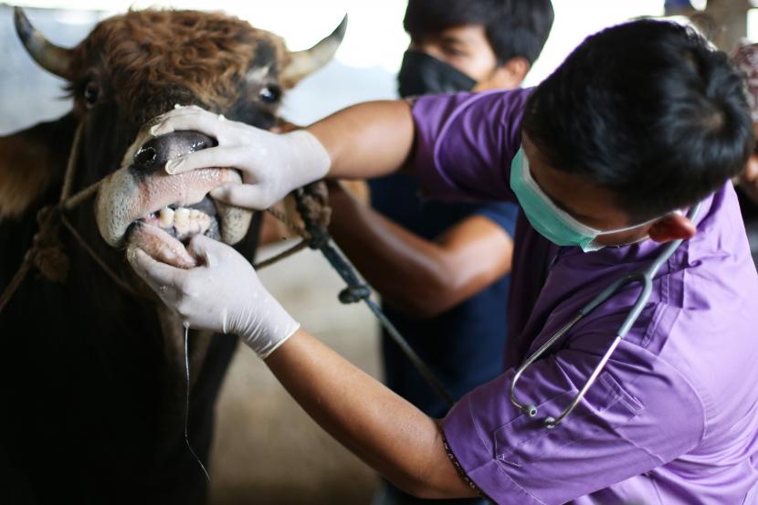 Dokter hewan memeriksa kesehatan hewan sapi di salah satu lokasi peternakan di Jakarta, Kamis (12/5/2022). Pemeriksaan dari Dinas Ketahanan Pangan, Kelautan dan Pertanian (KPKP) setempat itu guna mencegah penyebaran wabah virus penyakit mulut dan kuku (PMK) pada hewan ternak yang sudah merebak di sejumlah daerah. 