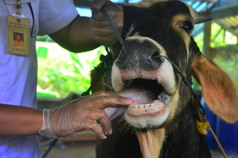Dokter hewan memeriksa kesehatan hewan sapi di tempat peternakan, Desa Besito, Gebog, Kudus, Jawa Tengah, Kamis (12/5/2022). Pemeriksaan dari Dinas Pertanian dan Pangan (Dispertan) setempat ke sejumlah peternakan sapi dan kambing itu guna mencegah penyebaran wabah virus PMK (Penyakit Mulut dan Kuku) pada hewan ternak yang sudah merebak di sejumlah daerah