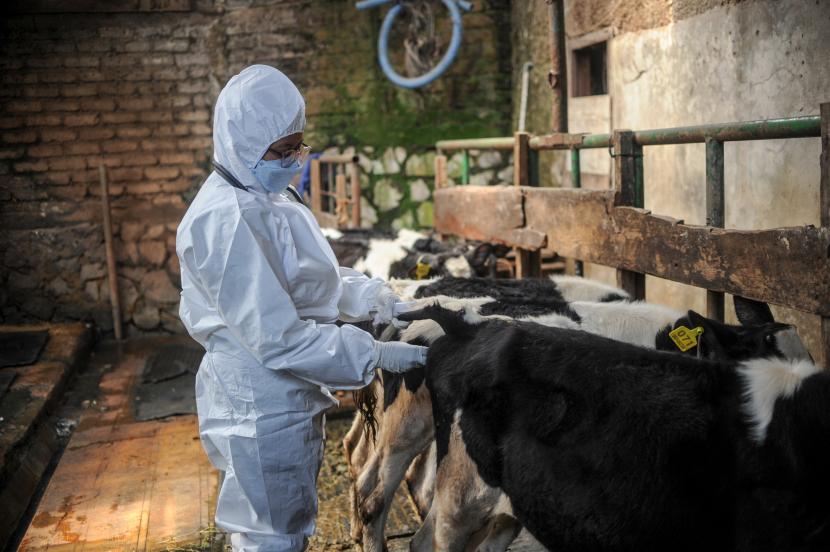 Dokter hewan memeriksa kesehatan sapi sebelum penyuntikkan vaksin penyakit mulut dan kuku (PMK) (ilustrasi)
