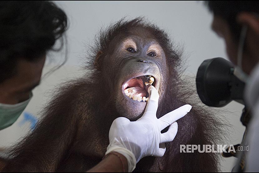 Dokter hewan memeriksa telinga seekor Orangutan betina bernama Septi di Bali Zoo, Gianyar, Sabtu (30/12). Pemeriksaan tersebut untuk memastikan tidak adanya penyakit terutama yang bersifat 'zoonosis' setelah Orangutan tersebut berhasil diselamatkan dari Kalimantan beberapa waktu lalu. 