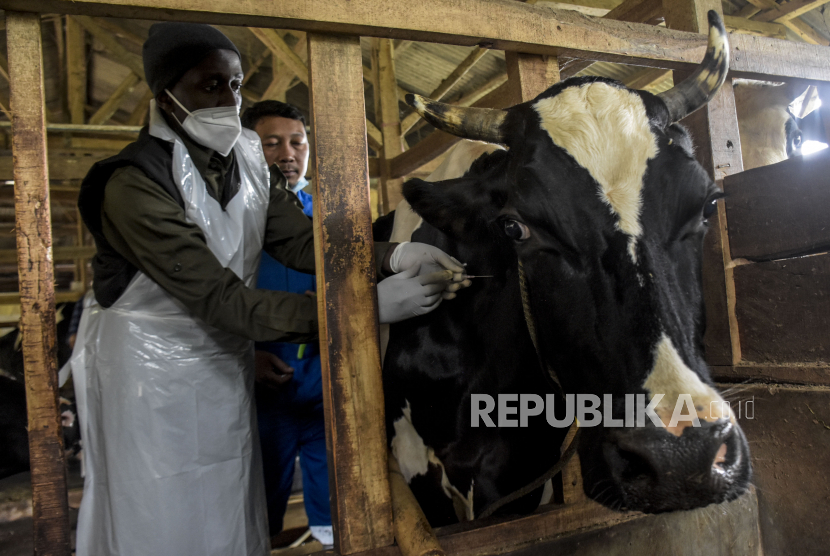 Dokter hewan menyuntikkan vaksin penyakit mulut dan kuku (PMK) ke hewan ternak sapi.