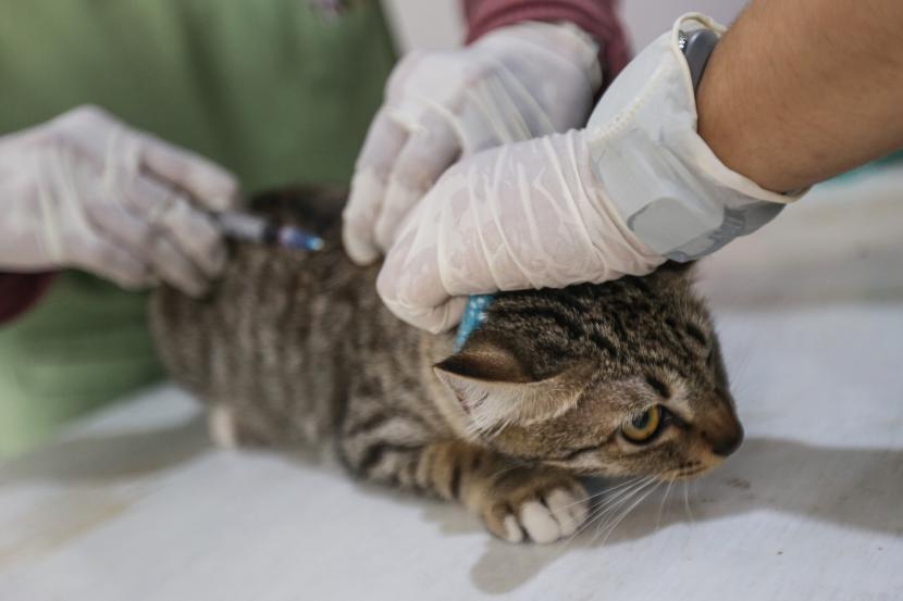 (ILUSTRASI) Dokter hewan menyuntikkan vaksin rabies pada kucing. 