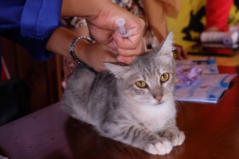 Dokter hewan menyuntikkan vaksin rabies pada seekor kucing.