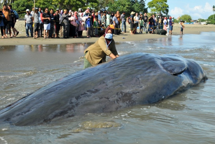 Dokter Kesehatan Hewan Balai Konservasi Sumber Daya Alam (BKSDA) Aceh memeriksa salah satu dari empat ekor paus yang mati pascaterdampar di Pantai Desa Durung, Kecamatan Masjid Raya, Kabupaten Aceh Besar, Aceh, Selasa (14/11). 