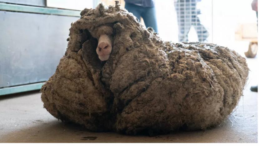 Domba dengan bulu seberat 35 kg.