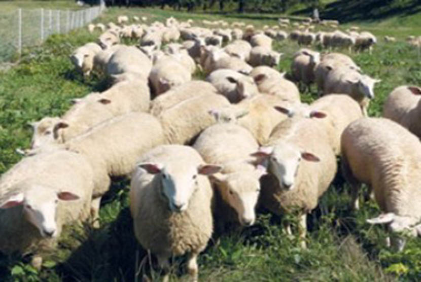  UGM Adakan Pelatihan Budidaya Ternak Domba Sehat . Foto: Domba/ilustrasi