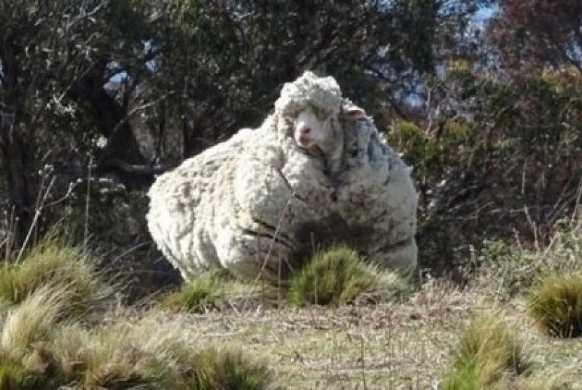Domba tersesat yang berbulu sangat lebat ini ditemukan staf RSPCA di Canberra (2/9). 