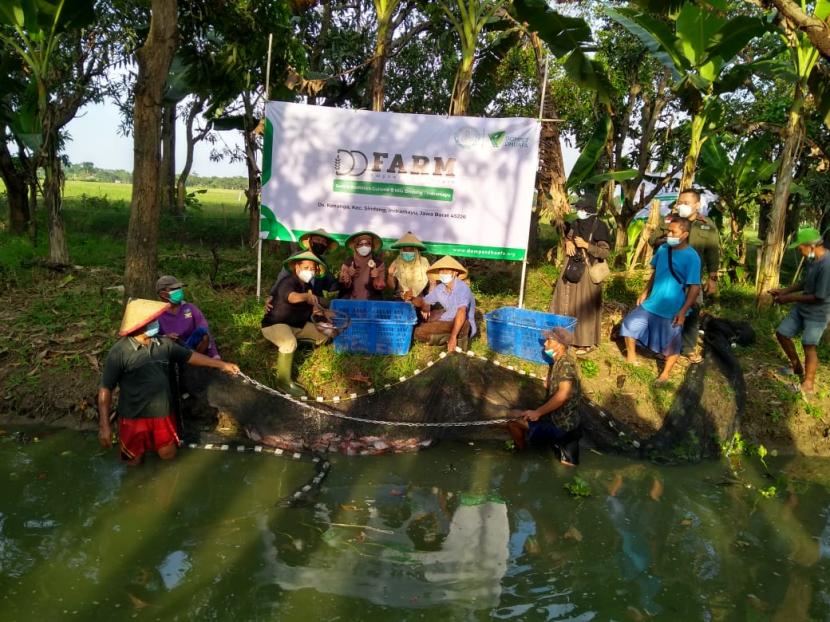 Dompet Dhuafa bersama kelompok tani Darul Arqam Mutualism melakukan panen perdana ikan nila di Blok Gandok, Desa Kenanga, Kecamatan Sindang, Kabupaten Indramayu, Ahad (2/5) sore.