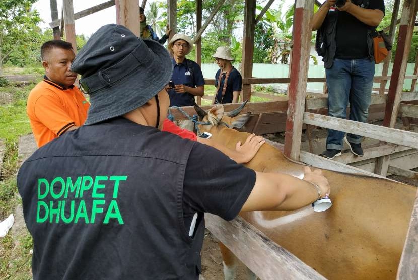 (Ilustrasi) Dompet Dhuafa mengajak donatur untuk ikut melakukan pengecekan hewan kurban.