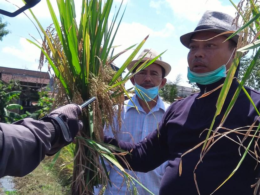Dosen dan mahasiswa Universitas Muhammadiyah Malang (UMM) mengembangkan padi dengan 400 bulir per batang. 