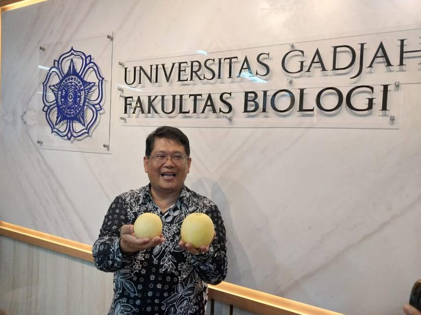 Dekan Fakultas Biologi UGM Perkecil Buah Melon Jadi Seukuran Apel ...