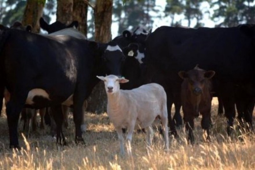 Dottie si domba dengan ‘induk’-nya di Dartmoor, negara bagian Victoria. 