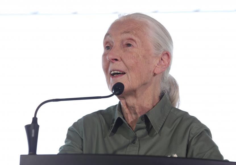 Dr Jane Goodall menyapa khalayak di Sudbury setelah melakukan penanaman pohon bersama Perdana Menteri Kanada Justin Trudeau di Bell Park, Greater Sudbury, Ontario, Kamis, 7 Juli 2022. Barbie membuat boneka edisi khusus Dr Jane Goodall.