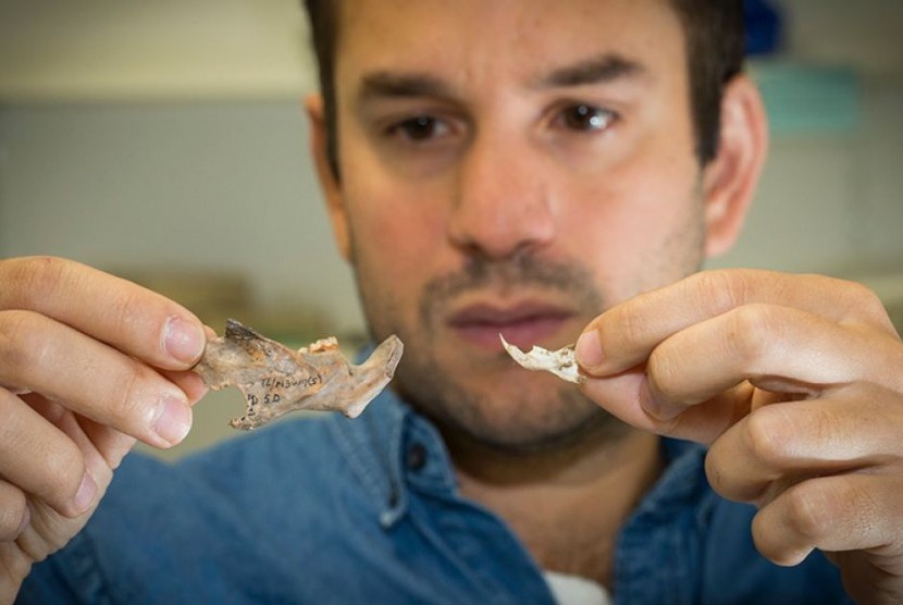 Dr Julien Louys dari ANU menunjukkan fosil rahang tikus (kiri) yang ditemukan dibandingkan dengan rahang tikus saat ini (kanan).