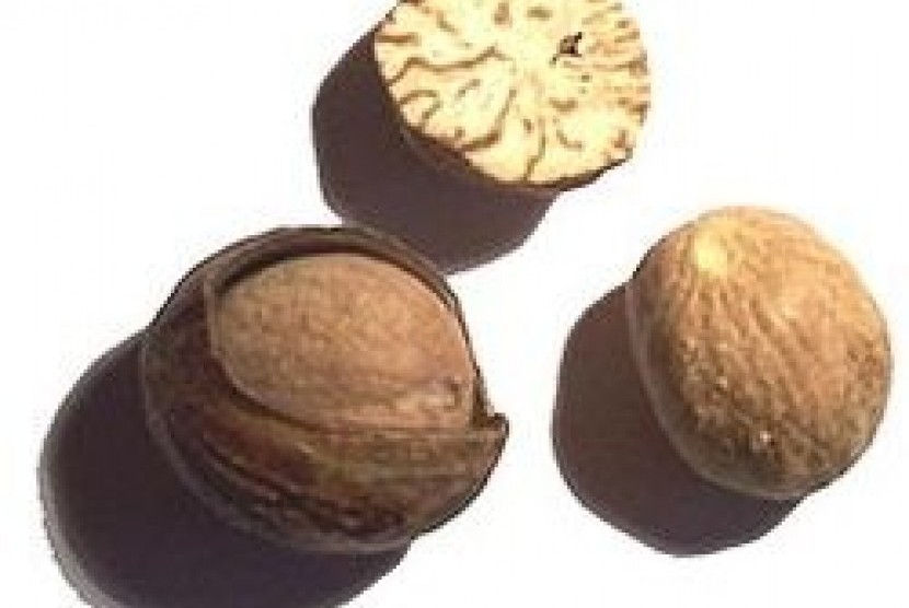 Dried nutmeg seeds (illustration)