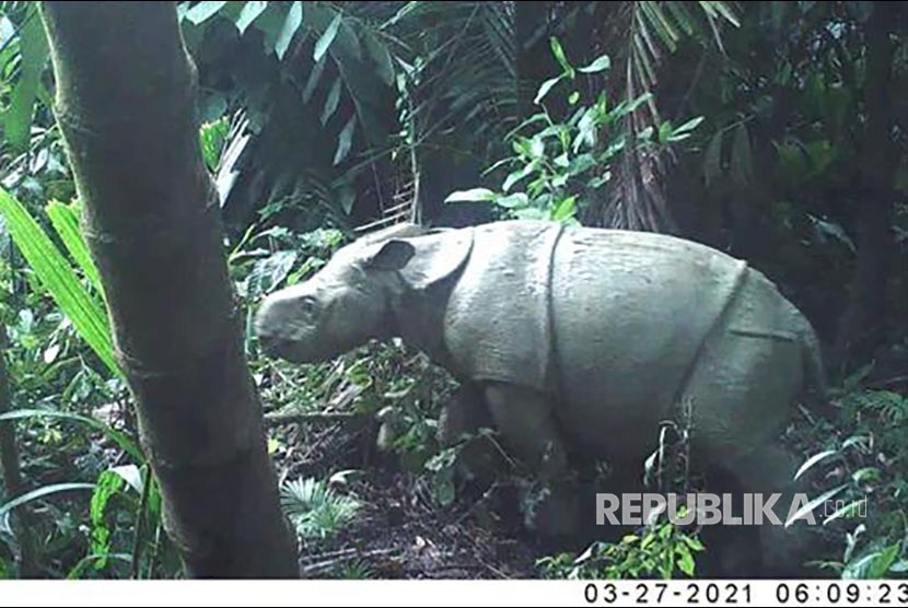 Two Javanese rhinos (Rhenoceros sondaicus) were again seen on a video trap camera in the Ujung Kulon Peninsula region, Ujung Kulon National Park (TNUK) from March 2021.