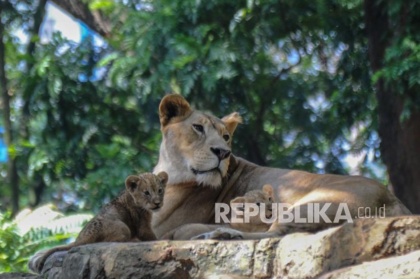 Dua anak singa (Panthera leo) bermain bersama induknya di dalam kandang satwa di Kebun Binatang Bandung, Jawa Barat. Kebun Binatang Bandung menjadi salah satu pilihan wisata di masa libur Isra Miraj.
