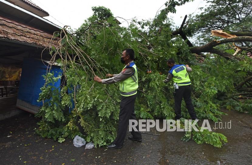 Angin kencang di Kabupaten Jember, Jawa Timur, menyebabkan pohon tumbang.