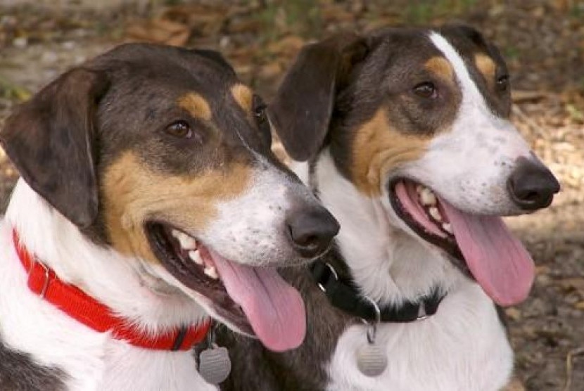 Dua anjing hasil kloningan Philip Dupont diberi kalung beda warna agar mudah dikenali.