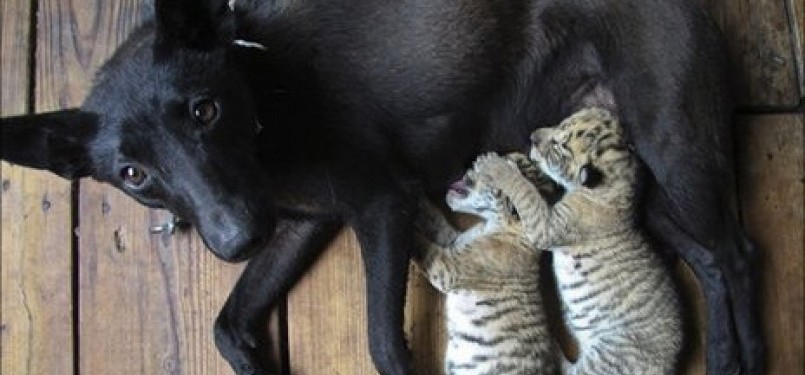 Dua bayi liger menyusu sama seekor anjing yang menjadi induk tirinya.