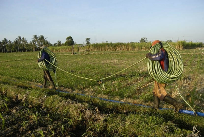 Dua buruh semprot membawa selang untuk menyemprot pupuk cair di Desa Semiring, Mangaran, Situbondo, Jawa Timur, Minggu (17/7). 