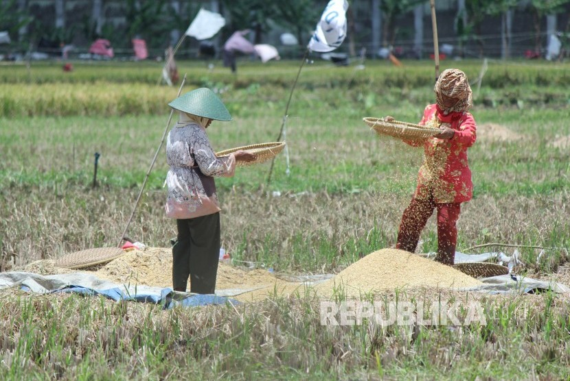 Dua buruh tani memisahkan gabah yang hampa usai panen padi di daerah Jalan Suekarno Hatta, Kota Bandung, Rabu (21/2).