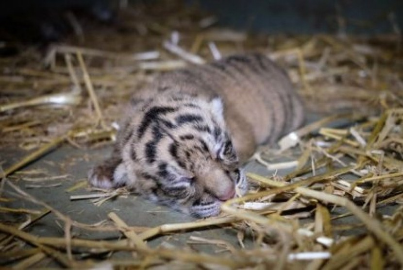 Bayi harimau sumatra 