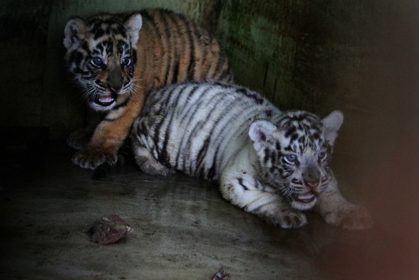 anak dimakan harimau Mahasiswa Diminta Dukung Konservasi Harimau Republika Online