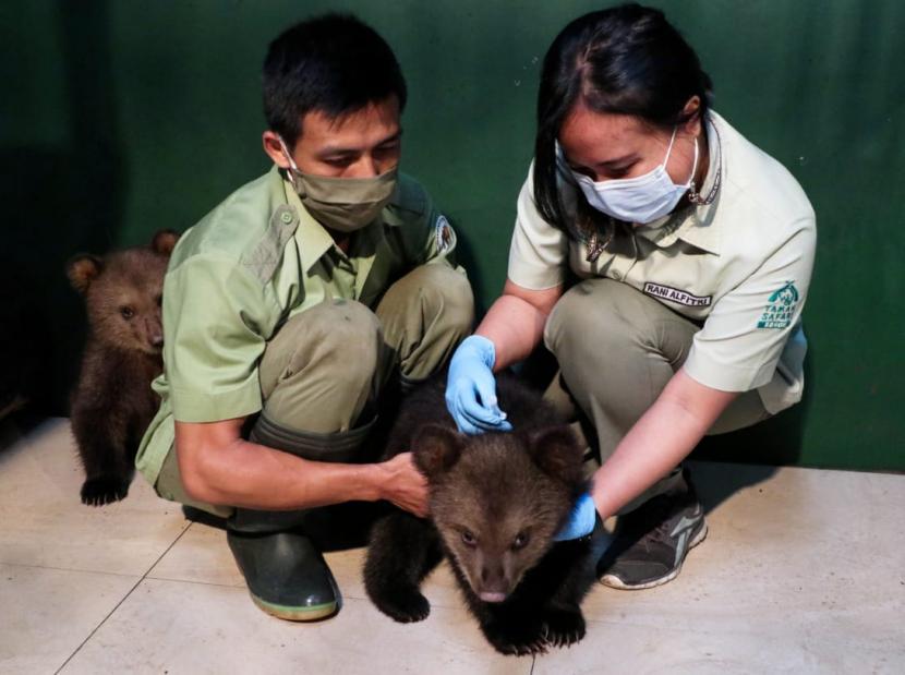 Imunisasi Perdana Dua Bayi Beruang Cokelat di TSI Cisarua. Dua ekor bayi beruang cokelat diimunisasi perdana di Taman Safari Indonesia di Cisarua, Bogor. 
