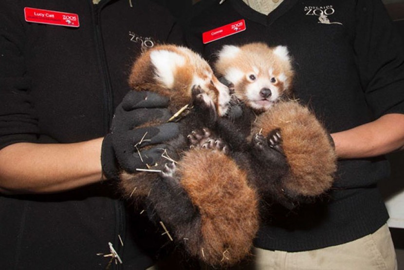  Dua ekor bayi panda merah lahir di Kebun Binatang Adelaide.