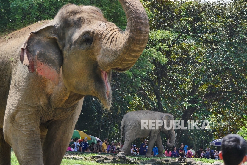 Dua ekor gajah koleksi Taman Margasatwa Ragunan (TMR) menjadi primadona pengunjung TMR, Ahad (8/5). (Republika/Yogi Ardhi)